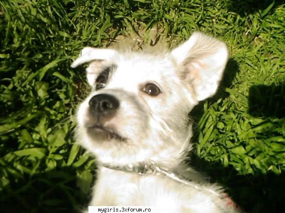 ne vom prezenta animalutul si vom pune poze cu el !!! incep eu este nascuta pe 1 decembrie 2008 si